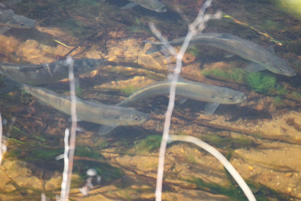 A school of herring near Shangri-La. Photo by Andrew Griffith