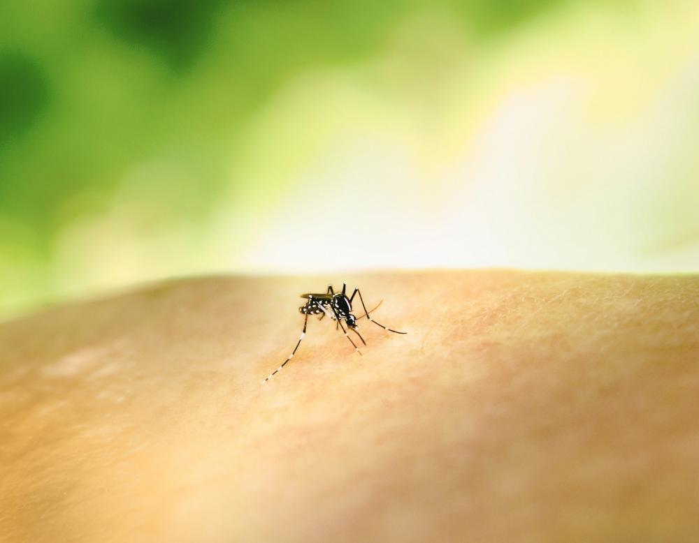 West Nile virus can only be transmitted by mosquitos. Photo by National Institute of Allergy and Infectious Diseases on Unsplash