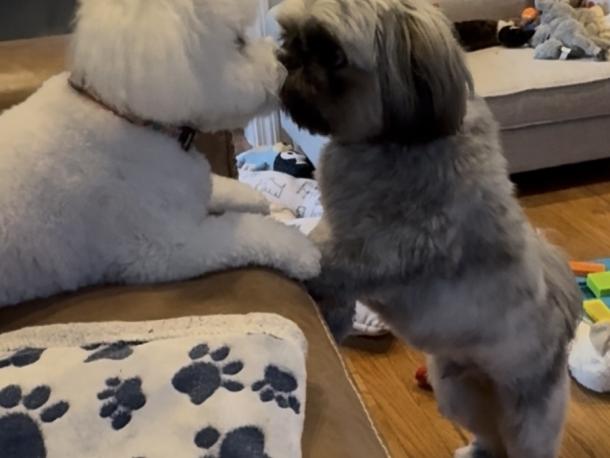 Stella and Rafa sharing a kiss. Photo source: The Wareham Dog Park Affiliation 