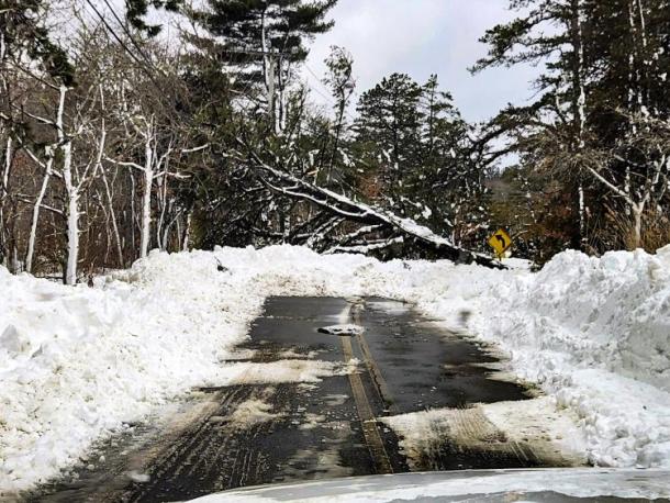 A tree downed on Holly Tree Lane. Photo source: Rob Russell