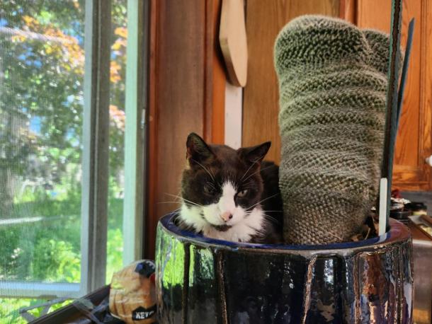 Moochi cuddles up with a cactus at Baum's home. Source: Naomi Arenberg