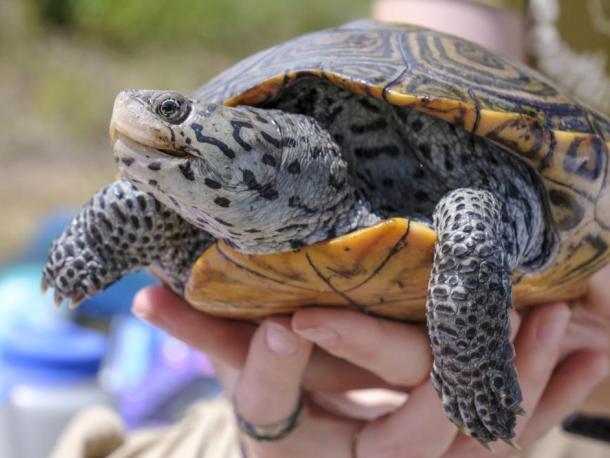 Diamondback terrapins are a protected species, and construction on the Route 6 bridge has been delayed to protect their nesting areas. File photo