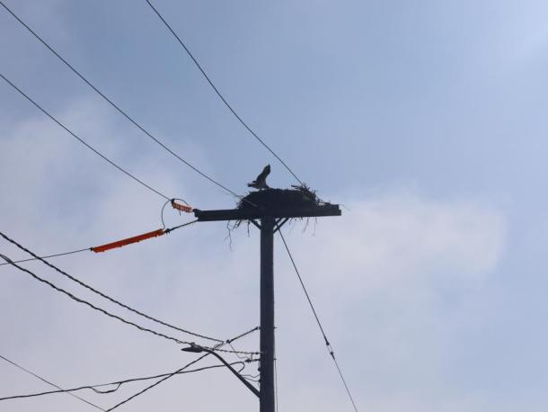 An osprey nest at Oceanside Drive in Swifts Beach. Photo by Nick Mossman