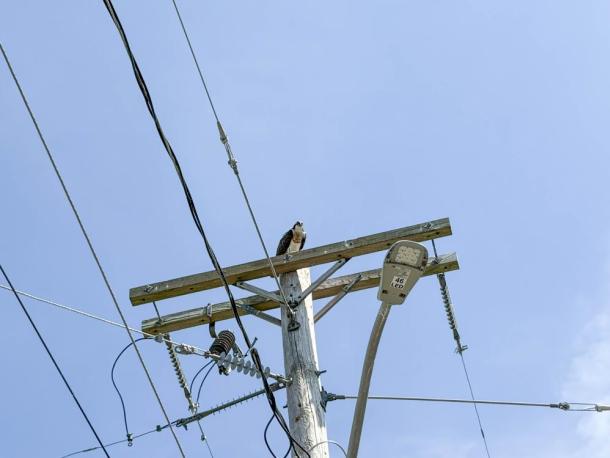 Ospreys return to places where their nests used to be, even after the nests are removed, like this pole in Swifts Beach. Photos by Christian Uva