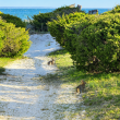 Path to beach