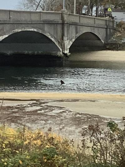 Reader Jennifer Norton spotted a sunfish in the Onset Bay. Photo source: Jennifer Norton