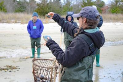 The quahog wouldn't be in regulation standards if it could fit through the hole in the sizing tool.