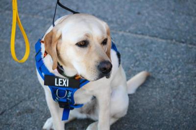 Even Lexi the comfort dog showed up in Wareham colors.