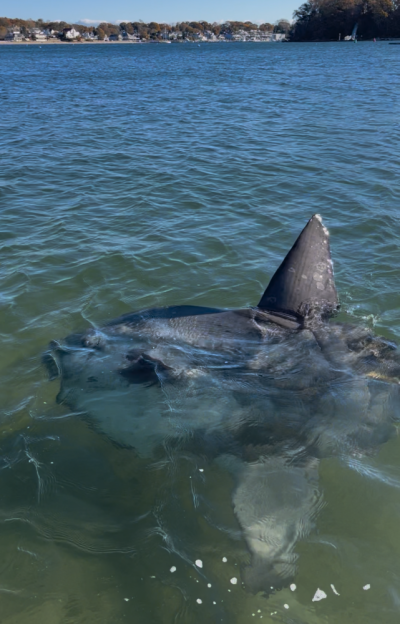 The sunfish in Onset Bay near Wickets Island. Photos source: Onset Bay Center