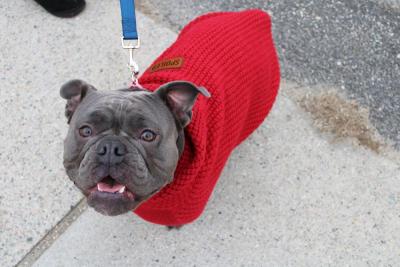 Fendi the festive dog.