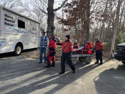 The team wheels the pair of dolphins toward the rescue truck.