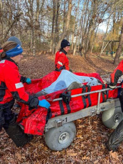 The dolphins being taken through the yard.