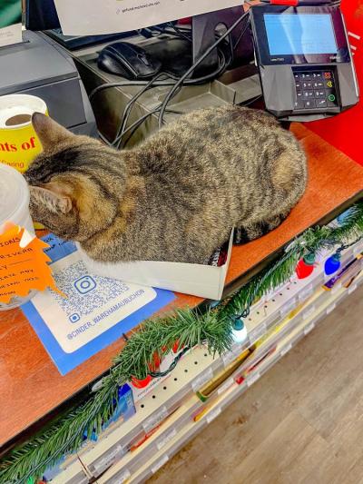 Anything is pawsible, like fitting into a small box. 