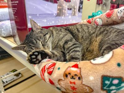 Litter-ally so comfortable. 