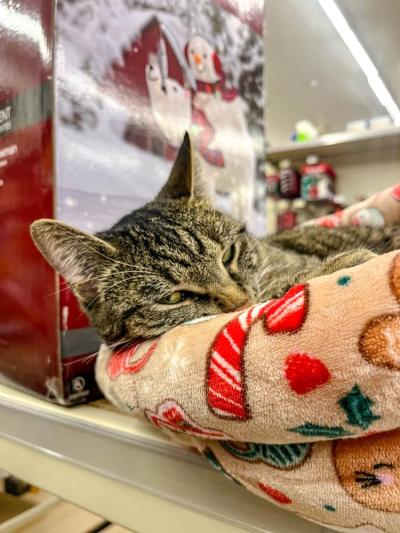 Cinder looking purr-ty comfortable in her bed. 