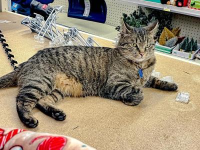 Feline fine by the Christmas decorations.