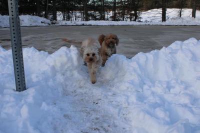 The cold never bothered these pups, anyway. 