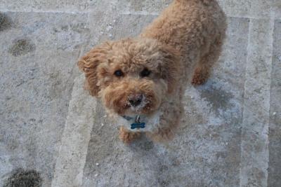 Chelsie enjoys some snow at the Wareham Dog Park despite the frigid temps. Photo by Brandy Muz