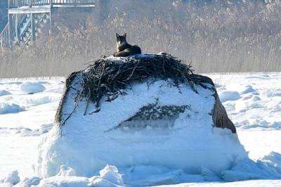 The coyote spent time exploring the surrounding area before climbing the rock holding the nest.