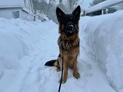 Bear enjoying becoming a pup-cicle. Photo source Melissa Dodson