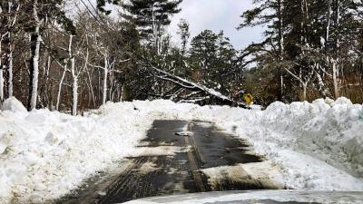 A tree downed on Holly Tree Lane. Photo source: Rob Russell