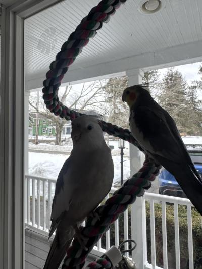 Scuttle and Jeppson preparing to watch their owners shovel. Photo source: Patrick Smith