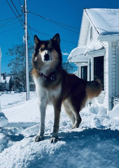 A ruff storm is nothing for this guy. Photo source: Sean Curran