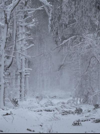  A winter scene in the woods. Photo source:  Nat Heard