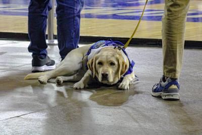 Lexi bringing comfort all the way to Lowell.