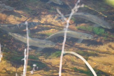 A school of herring near Shangri-La. Photo by Andrew Griffith