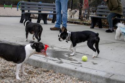 A trio of Boston terriers play at the park. 