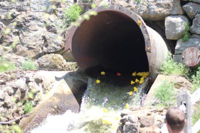 Ducks spill into the canal.
