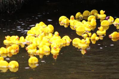 The ducks on their way to Patrick Marshall.