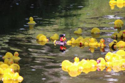 Arrrrgh! A duck pirate without its ship.