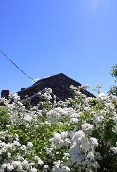 Blooming flowers outside the factory.