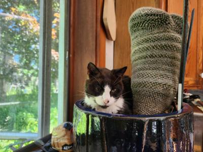Moochi cuddles up with a cactus at Baum's home. Source: Naomi Arenberg