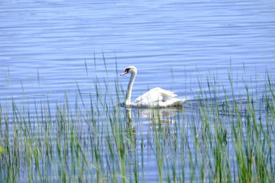 A swan, Wareham’s bird, needs no introduction.