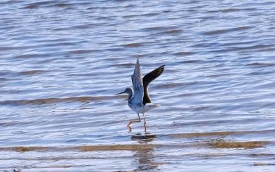 A yellowlegs struts its stuff.