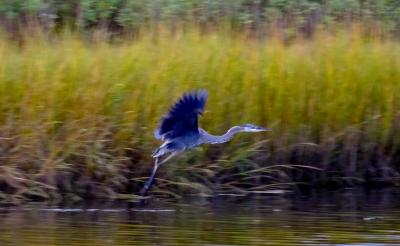 A heron takes flight.