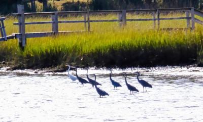 With a flock of great blue herons, the egret stands out.
