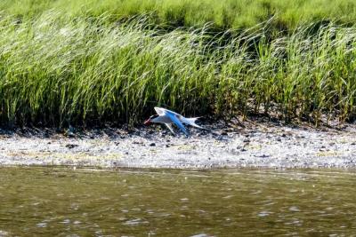 Turn, tern! Fishing? Showing off? This bird does somersaults.