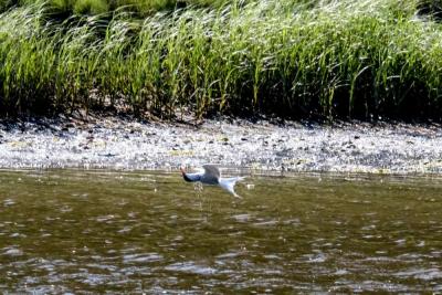 Turn, tern! Fishing? Showing off? This bird does somersaults.