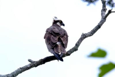 An osprey stays alert for fishy prey in Beaver Dam Creek 