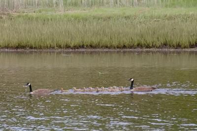 Canada geese take their growing goslings for family swim.