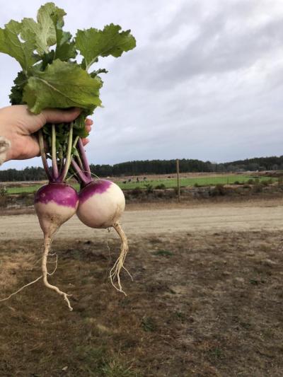Turnips