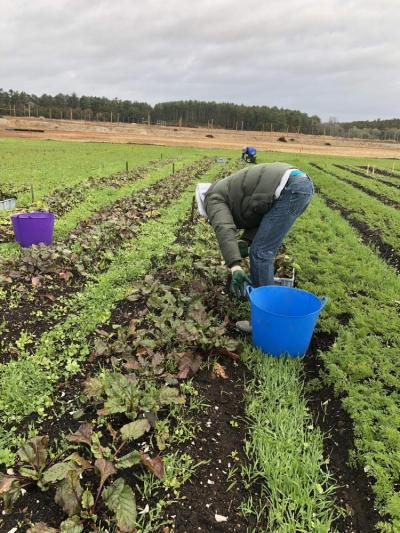 Volunteers harvesting
