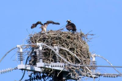 . . . to a nest where a chick flexes its wings.