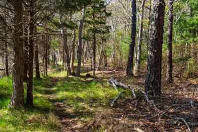 River Walk Conservation Area on Cromesset Road.  Photo by Wareham Land Trust. 
