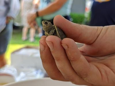 A baby diamondback terrapin is held up for observation on Saturday, Sept. 10, 2022 at Briarwood Beach. Photo by Alexandra Weliever