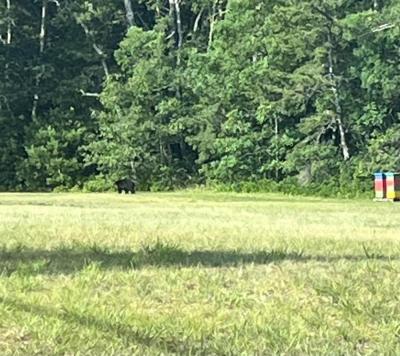 If you look closely, a black bear can be seen along the tree line on the left side of this photo. Source: Wareham Department of Natural Resources Facebook